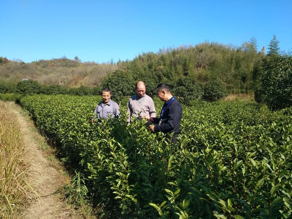 殷道宏给村民讲解优质茶叶种植技术.jpg